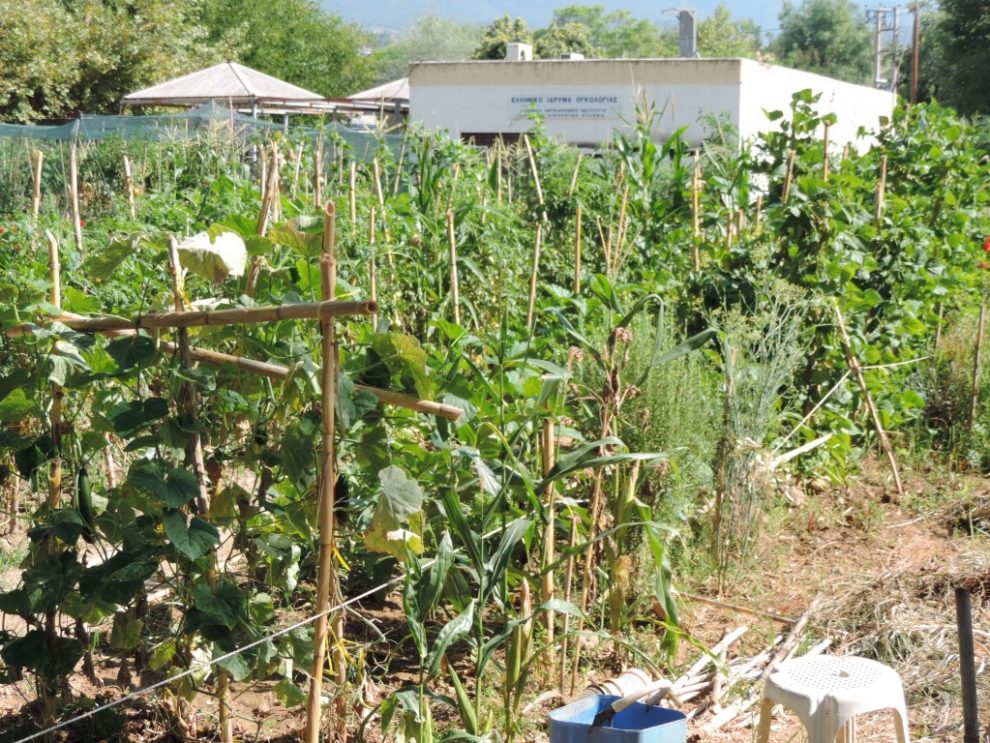 Επιπλέον Δημοτικοί Λαχανόκηποι  θα δημιουργηθούν στην Καλαμάτα