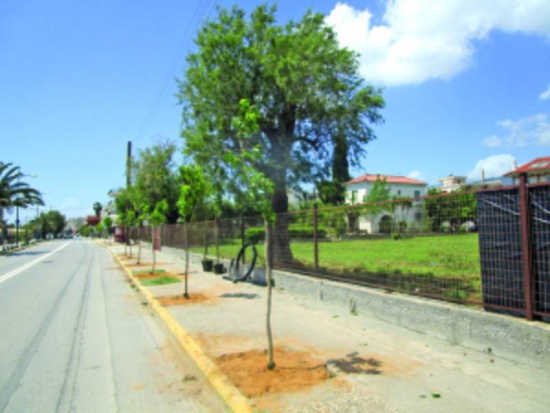 Έχουν ληφθεί τα πάντα υπόψη για τη φύτευση δένδρων στη Ναυαρίνου;