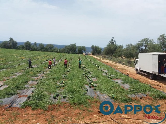 Από το Λιμενάρι ξανά το πρώτο υπαίθριο καρπούζι στην αγορά