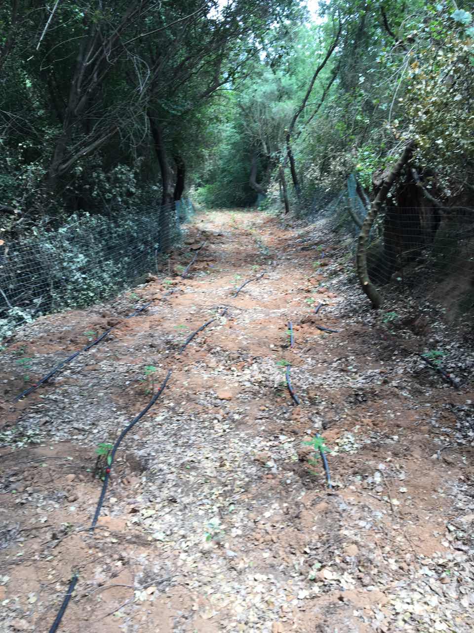 Εντοπίστηκε φυτεία στα Αρφαρά (φωτογραφίες)