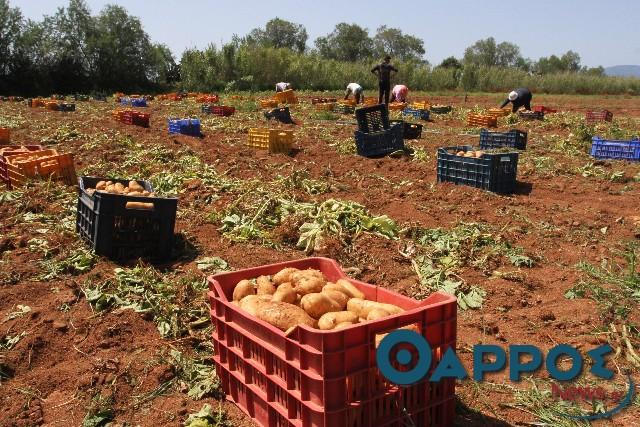 “Έπνιξε” την Πελοπόννησο η αιγυπτιακή πατάτα – Σε απόγνωση οι παραγωγοί