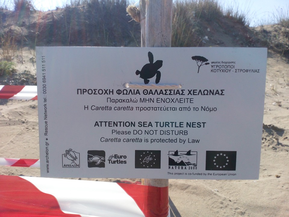 Περισσότερες από 350 φωλιές θαλάσσιας χελώνας στον Κυπαρισσιακό Κόλπο