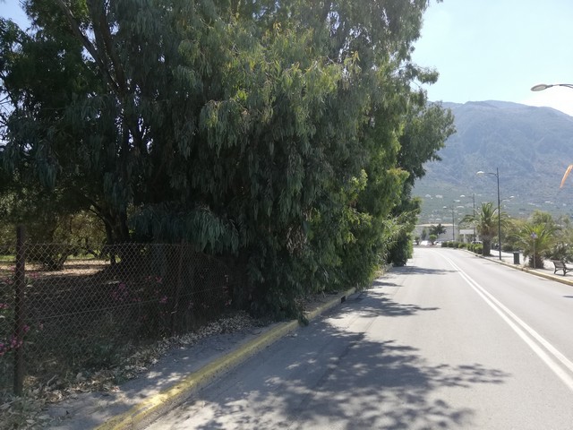 Οι ευκάλυπτοι στη Ναυαρίνου