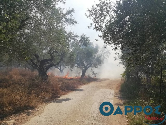 Νέα φωτιά στην Αιθαία (φωτογραφίες)