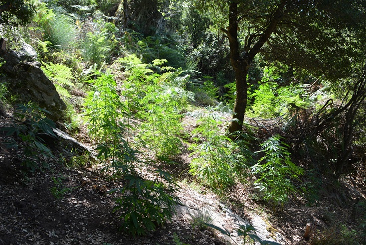 Συνελήφθη και προφυλακίσθηκε 55χρονος για 112 χασισόδεντρα στη Νέδουσα