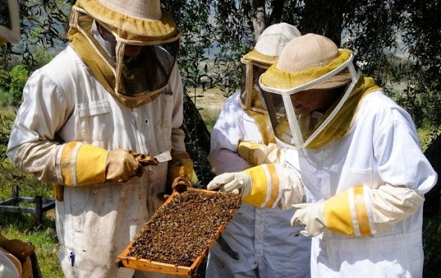 Εκπαίδευση μελισσοκόμων στην Καλαμάτα