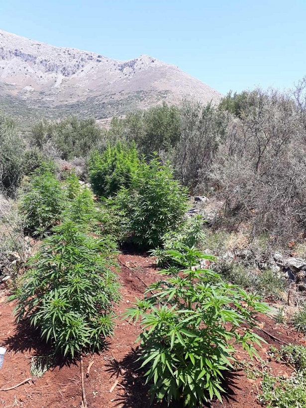 Δύο χασισοφυτείες στην Ανατολική Μάνη