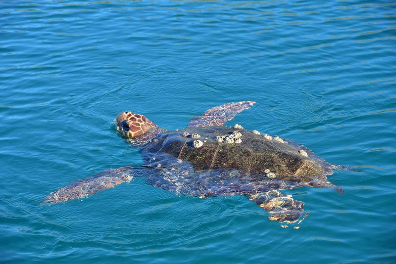 Θαλάσσιες χελώνες επιτέθηκαν σε 40 λουόμενους στο Λιμένι της Μάνης!
