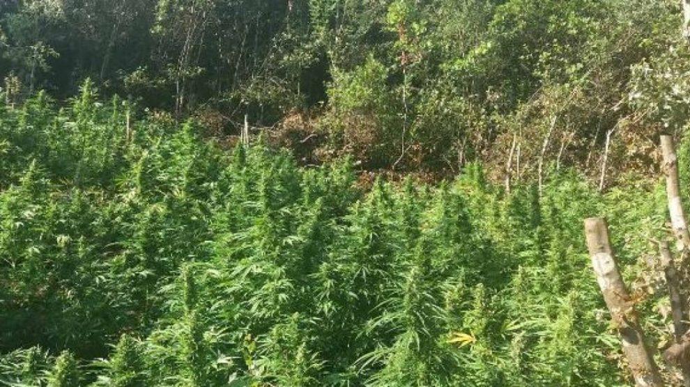 Πάνω από 10.000 χασισόδεντρα εκριζώθηκαν τα τελευταία 2,5 χρόνια στη Μεσσηνία