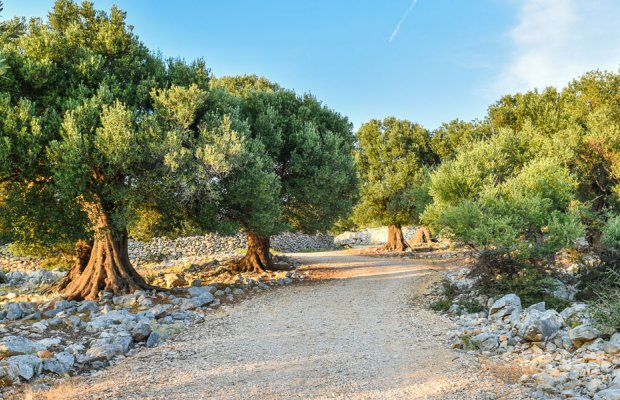 Προβληματίζει η μεγάλη πτώση των εξαγωγών ελαιολάδου