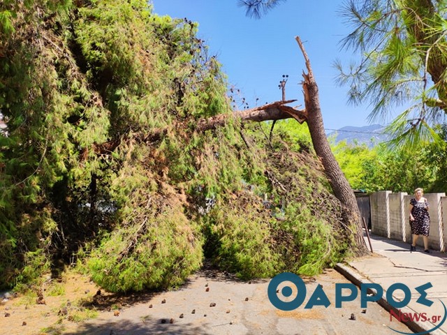 Δέντρο έπεσε στη Βασ. Γεωργίου (φωτογραφίες)