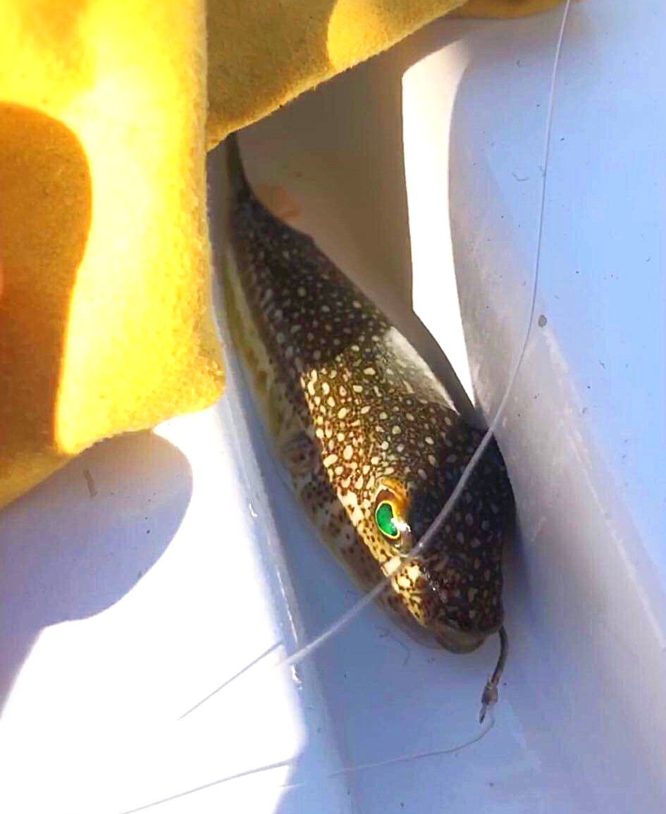 Ο λαγοκέφαλος δείχνει τα δόντια του στις ελληνικές θάλασσες!