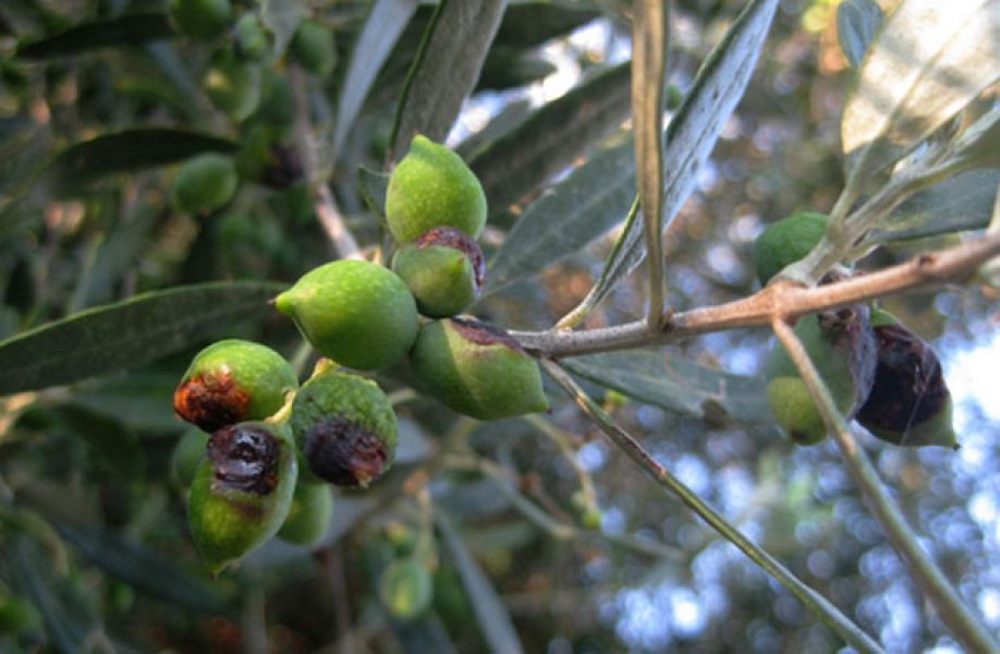 Η περιφέρεια Πελοποννήσου θα αιτηθεί επιπλέον πίστωση για τη δακοκτονία