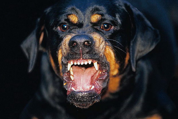 Ροτβάιλερ επιτέθηκε και σκότωσε κοριτσάκι 3 μηνών!!