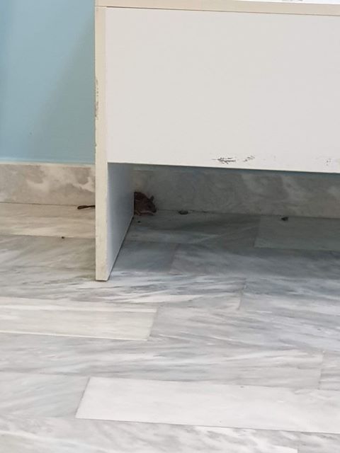 Ένας ποντικός… πήγε να δώσει μάθημα