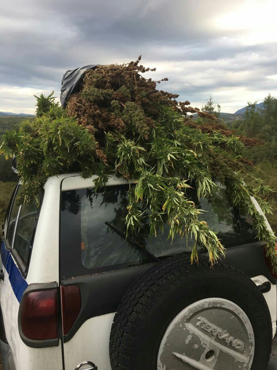 Η μεγαλύτερη χασισοφυτεία για  φέτος στην Αρκαδία, αλλά χωρίς δράστες