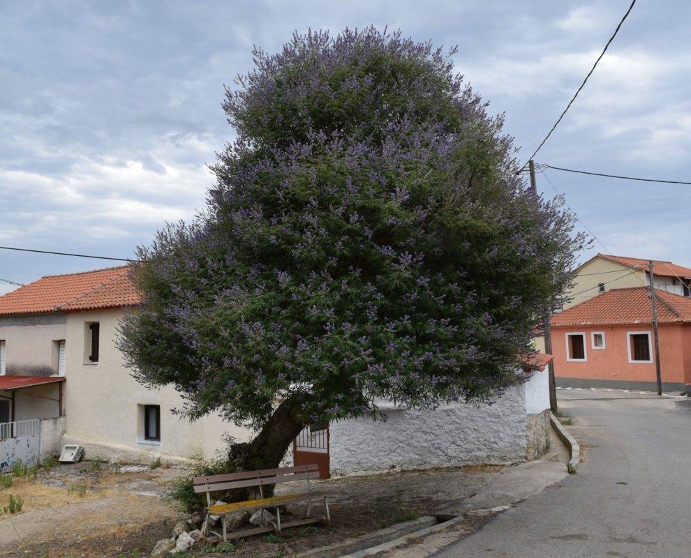 Μεσσηνία: Δύο αιωνόβια δένδρα διεκδικούν ένταξη στα μνημεία φύσης