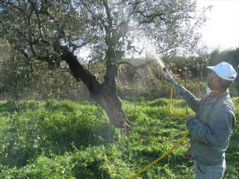 Τέλος Οκτωβρίου θα λήξει το πρόγραμμα δακοκτονίας