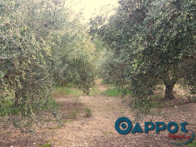 Έργα αγροτικής οδοποιίας  εν όψει ελαιοκομικής περιόδου ζήτησε ο Βασίλης Κοσμόπουλος