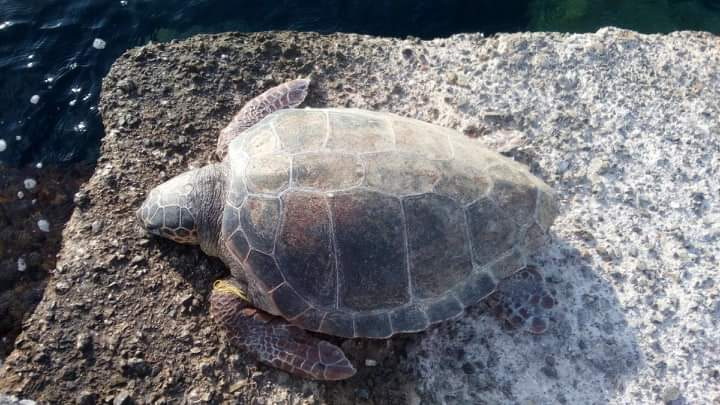 Νεκρή χελώνα στην παραλία Καλαμάτας