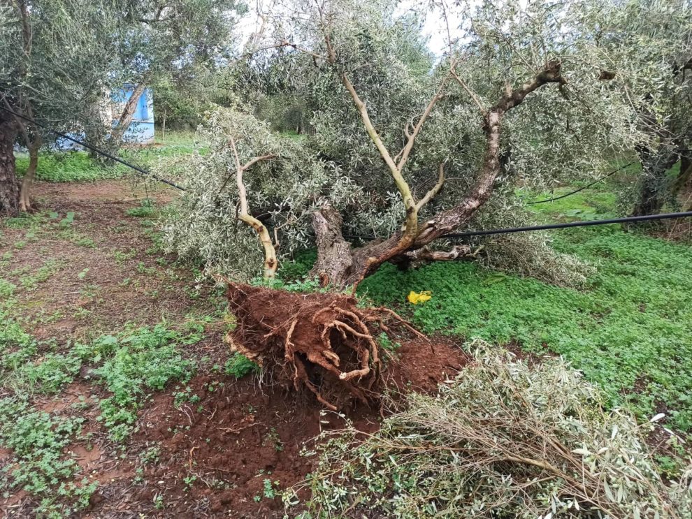 Ανεμοστρόβιλος «τσάκισε» ελιές στα Πηγάδια