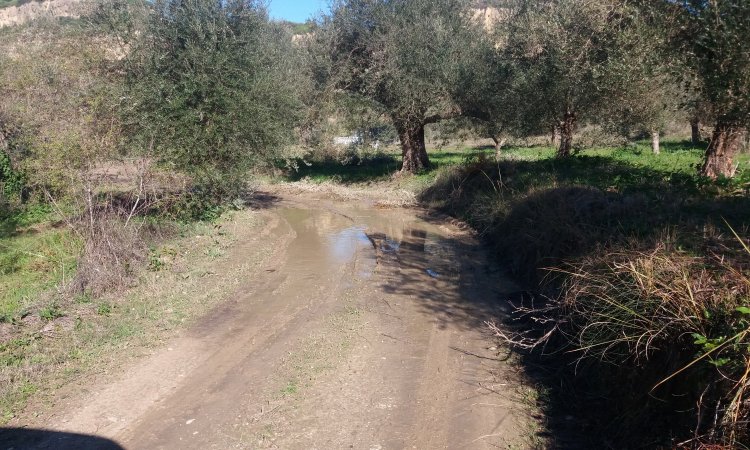 Γ. Αθανασόπουλος: «Προτεραιότητα η αγροτική οδοποιία για να μαζευτούν  οι ελιές – Από το Μάρτιο ολοκληρωμένο σχέδιο»