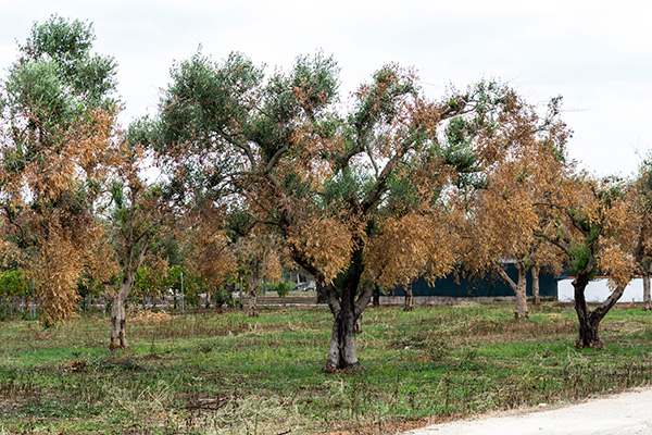 Ο «Έμπολα των ελαιόδεντρων»  έφτασε και στην Ισπανία