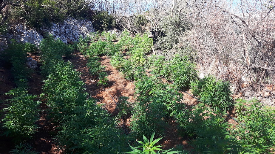 Η πρώτη μεγάλη χασισοφυτεία του καλοκαιριού στη Λακωνία!