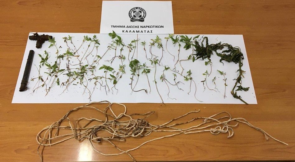 Εντοπίστηκε φυτεία με 67 δενδρύλλια κάνναβης σε δασική περιοχή του Δήμου Καλαμάτας
