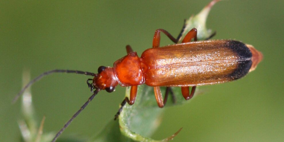 Ο Δήμος Καλαμάτας εξαπέλυσε ωφέλιμα έντομα