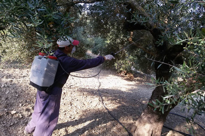 Καλά νέα για τη δακοκτονία στη Μεσσηνία, αλλά και τους σταφιδοπαραγωγούς