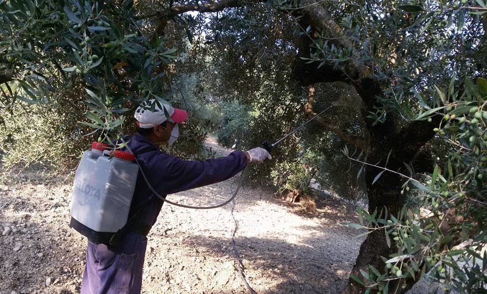 Το προσωπικό που θα προσληφθεί στη Μεσσηνία  για τη δακοκτονία