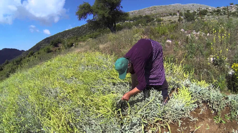 Για άλλη μια χρονιά κινδυνεύει το τσάι Ταϋγέτου και απειλείται με εξαφάνιση