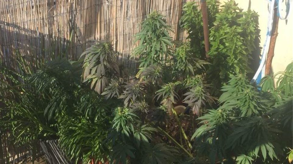 Η φωτιά αποκάλυψε τη χασισοφυτεία