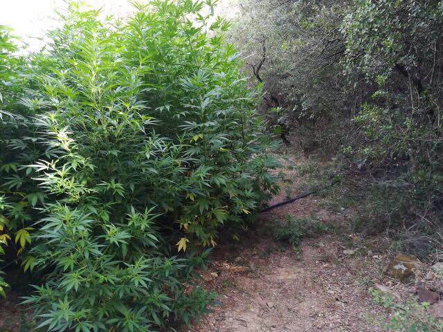 Εντοπίστηκε φυτεία με 628 δενδρύλλια  κάνναβης στην Οιχαλία! (φωτογραφίες)