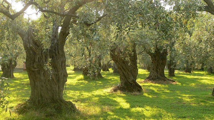 «Στα μονοπάτια της ελιάς 2018» στους Γαργαλιάνους