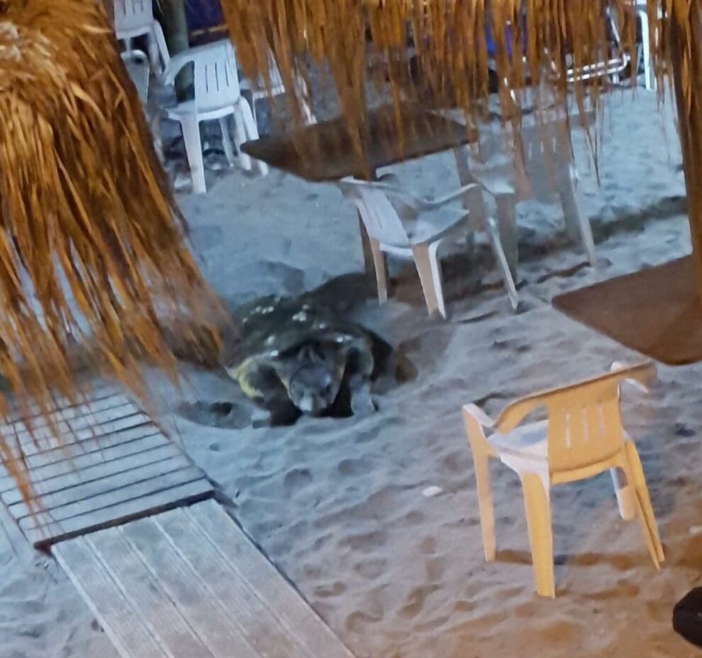 Θαλάσσια χελώνα έκλεισε «ρεζερβέ» για να γεννήσει τα αυγά της στην παραλία της Καλαμάτας (βίντεο)