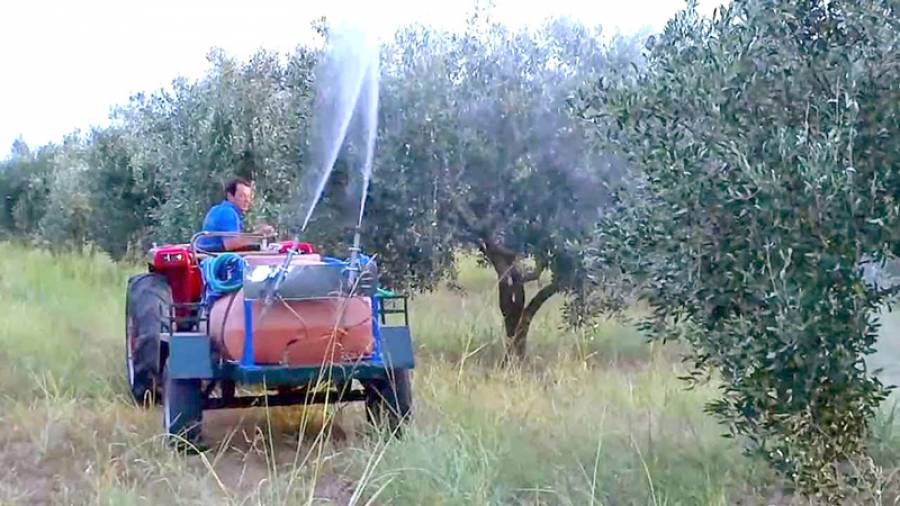 Αναστολή διενέργειας ψεκασμών για δάκο λόγω καύσωνα