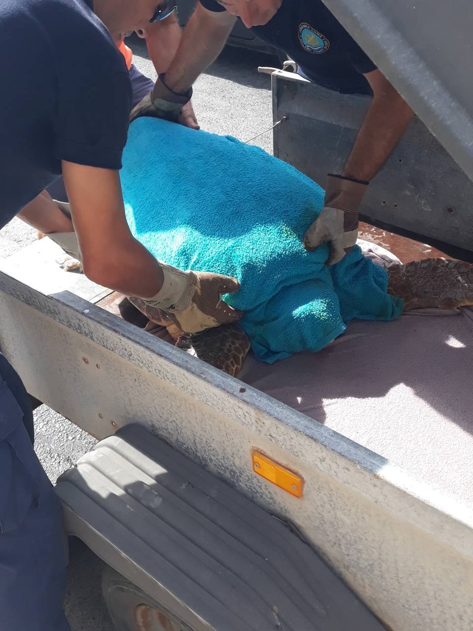 Μια ακόμα αγκιστρωμένη θαλάσσια χελώνα βρέθηκε στη Σάντοβα