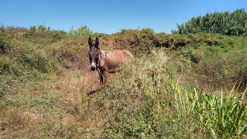 Ποινή 8 μηνών για την παθητική κακοποίηση ιπποειδών στη Γιάλοβα