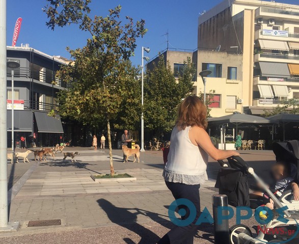 Αγέλη αδέσποτων σκύλων στο κέντρο της Καλαμάτας! (φωτογραφίες)