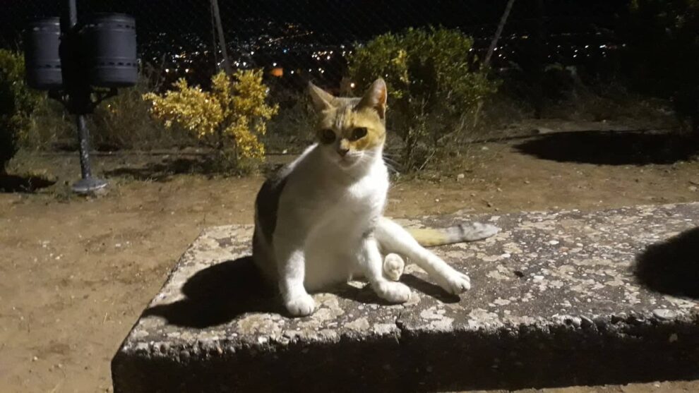 Μια γάτα του πολιτισμού
