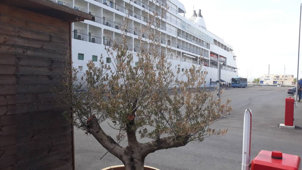 Τα ξεραμένα ελαιόδεντρα που βλέπουν οι τουρίστες…
