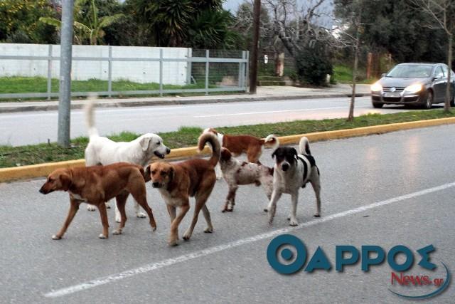 Με… παγίδες προσπαθεί να μειώσει  τον αριθμό των αδέσποτων o Δήμος Καλαμάτας