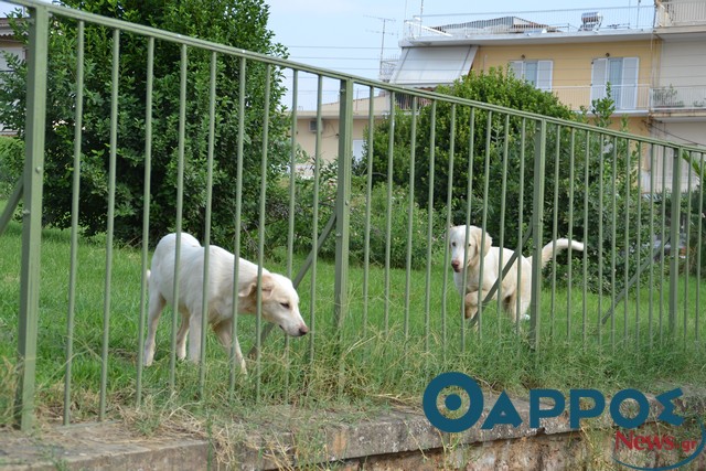 Π. Νίκας: «Εγκληματική ενέργεια όσοι έρχονται στην Καλαμάτα και αφήνουν τα σκυλιά τους ελεύθερα»