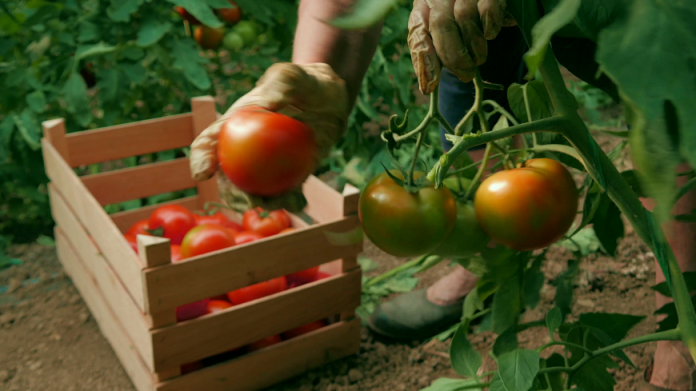 Οικονομική ενίσχυση για καρπούζι  και θερμοκηπιακή ντομάτα ζητούν στην Τριφυλία