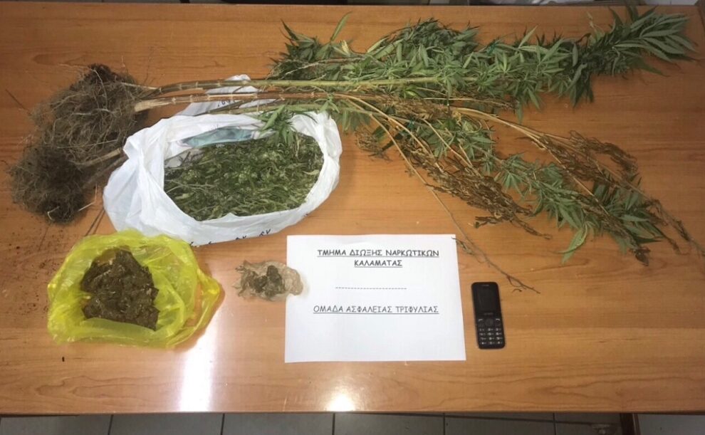 Καλλιεργούσε χασισόδεντρα στην αυλή του σπιτιού του