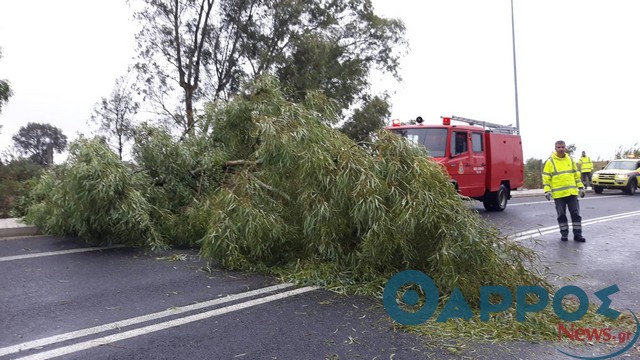 Πτώση δέντρου στον Περιμετρικό της Καλαμάτας (φωτογραφίες)