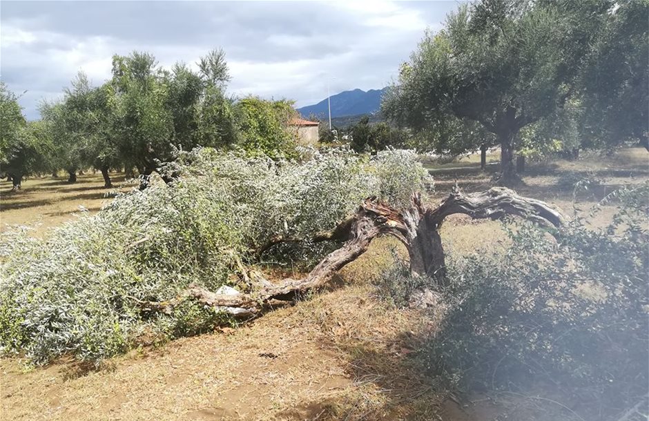 Καταστροφικό το πέρασμα του Ζορμπά για τους αγρότες της Μεσσηνίας