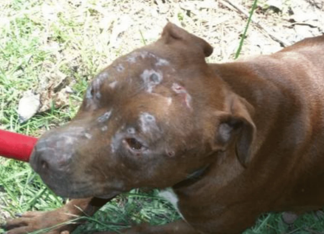 Κυνομαχίες στη Μεσσηνία με πρωταγωνιστές pit bull